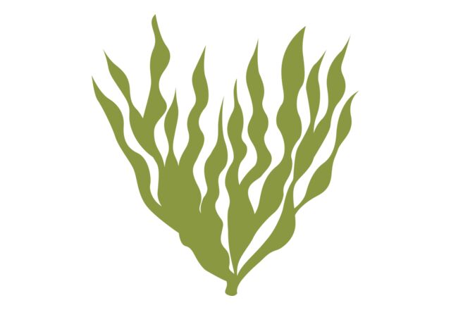 Sea Plants 5 Thumbnail